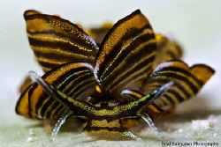Butterfly Nudibranch by Iyad Suleyman 